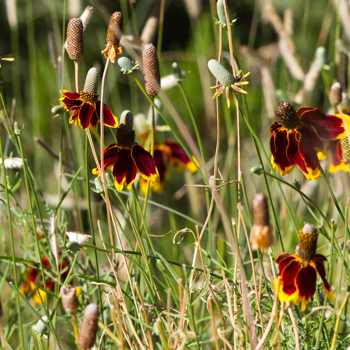 Ratibida columnifera pulcherrima - Ratibida - Chapeau mexicain - Vivaces fleuries