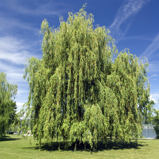 Saule pleureur - Bakker