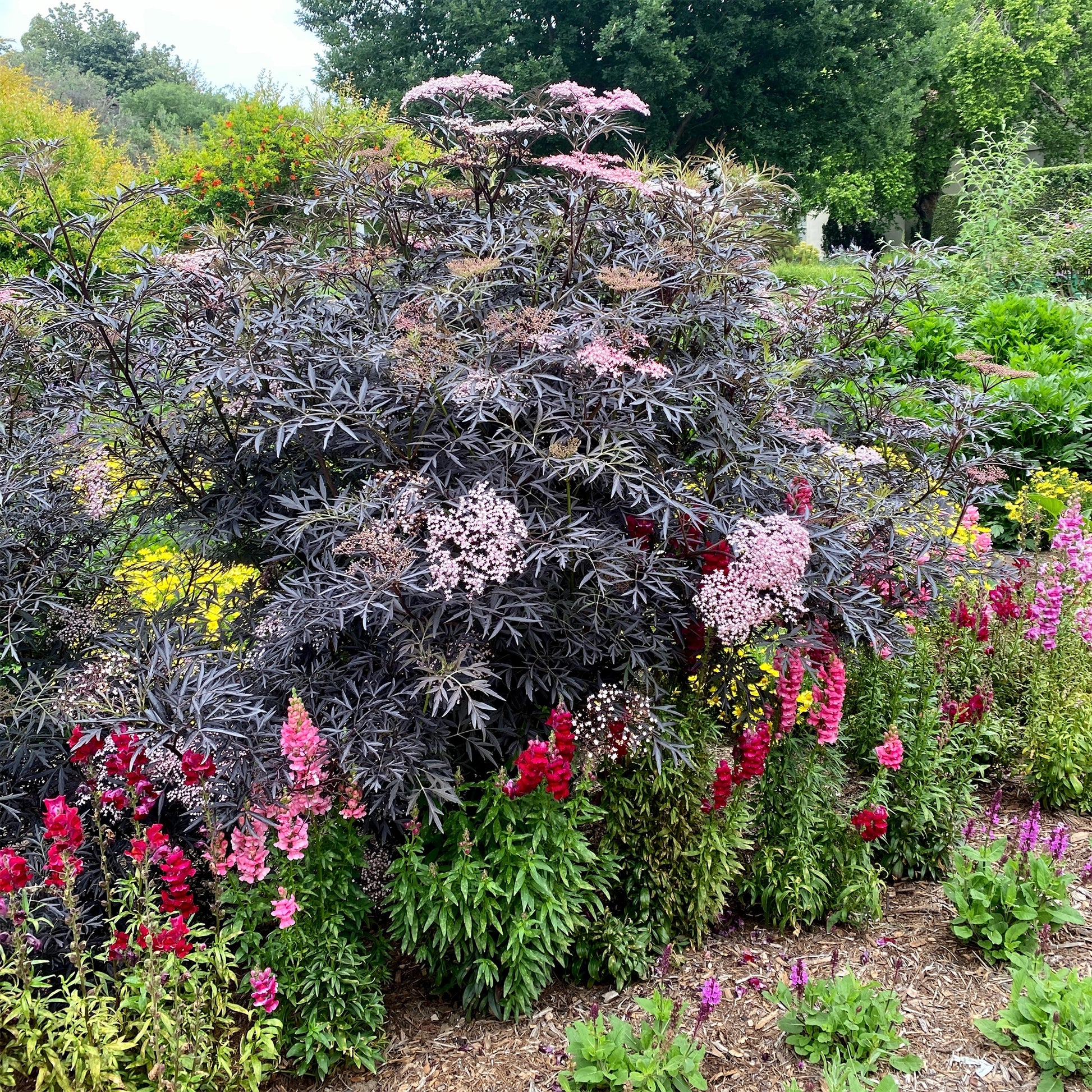 Sambucus - Sureau - Sureau noir Black Lace® - Sambucus nigra Black Lace®