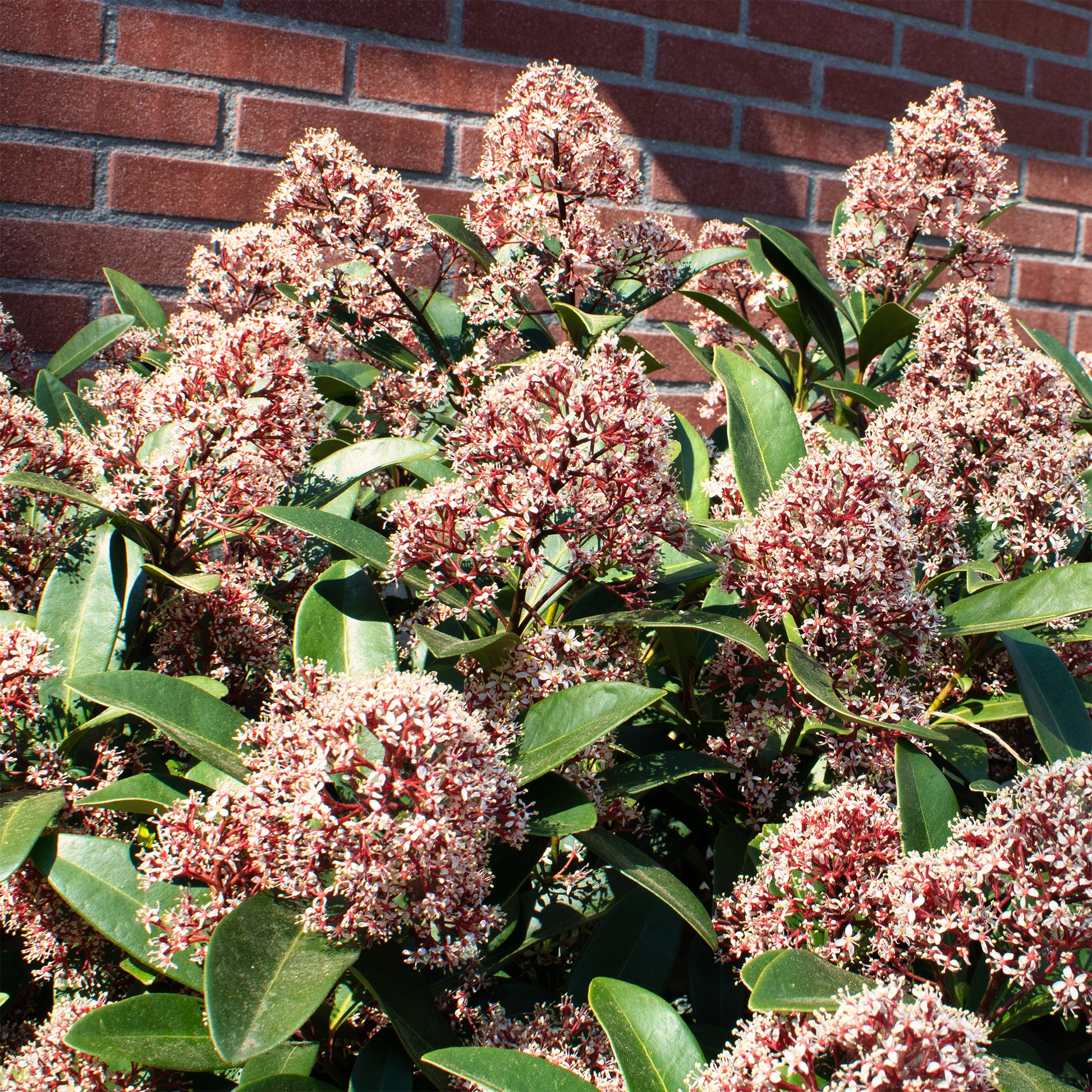 Vente Skimmia du Japon Rubella - Skimmia japonica Rubella