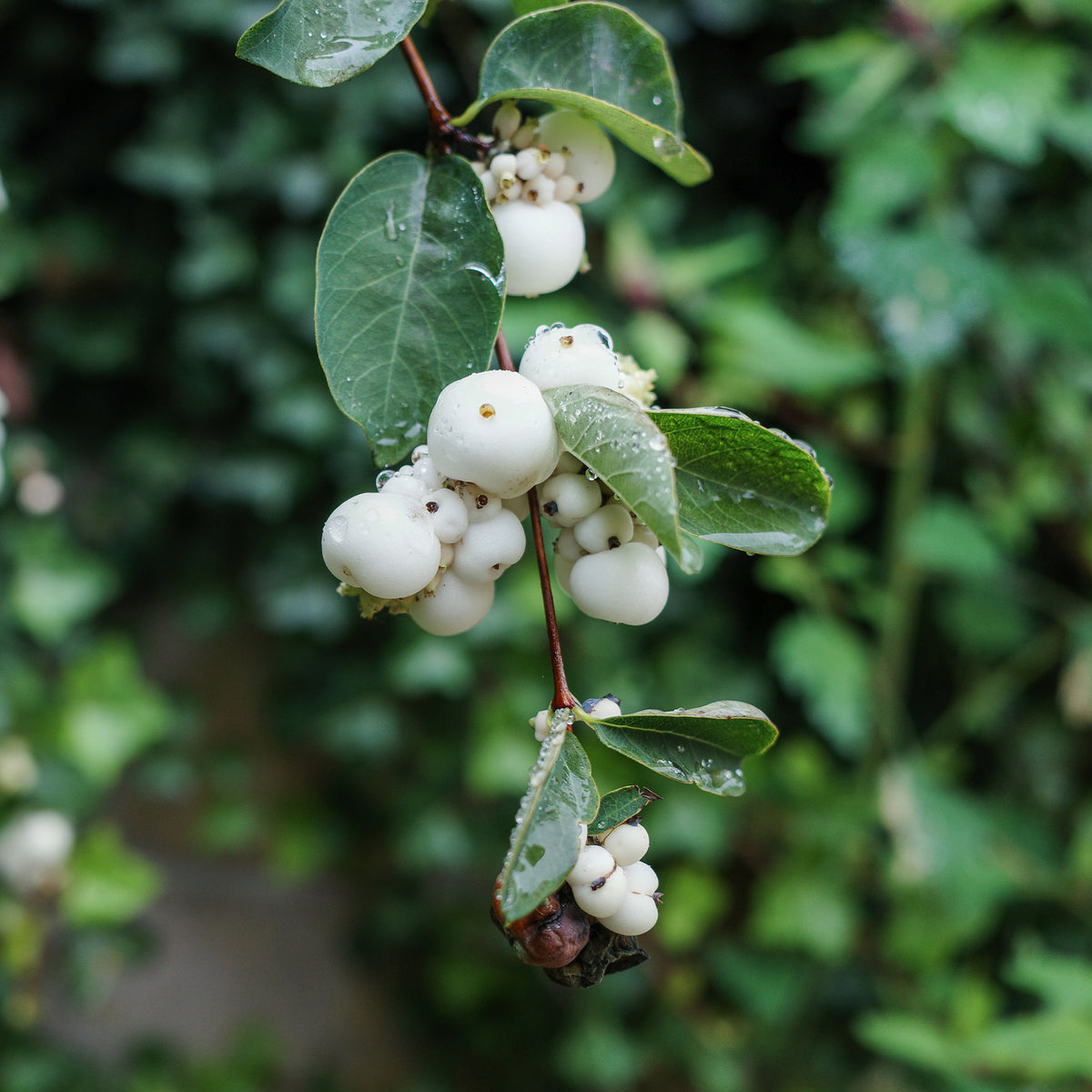 Symphoricarpos doorenbosii White Hedge - Symphorine White Hedge - Symphoricarpos - Symphorine
