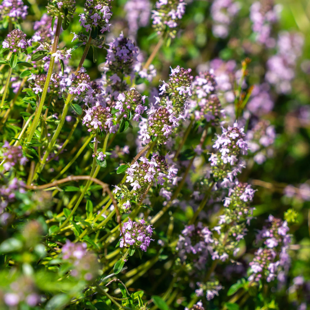 Thymus serphyllum, Sedum acre , Sedum spurium - 3 Vivaces tapissantes - Plantes vivaces