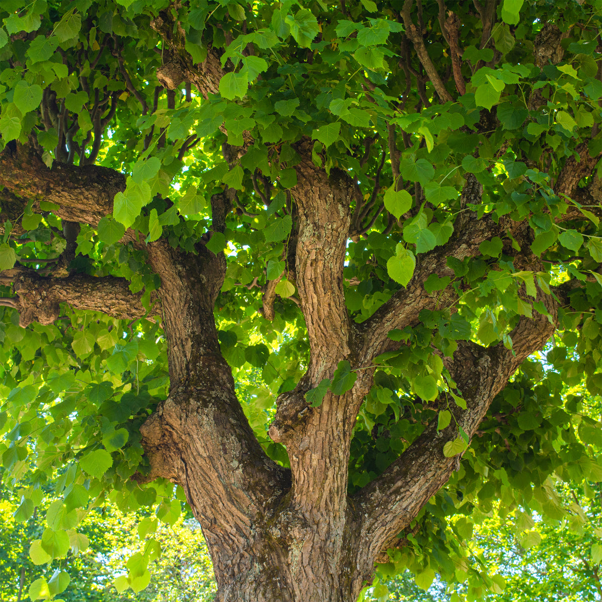 Tilleul - Tilleul à grandes feuilles - Tilia platyphyllos