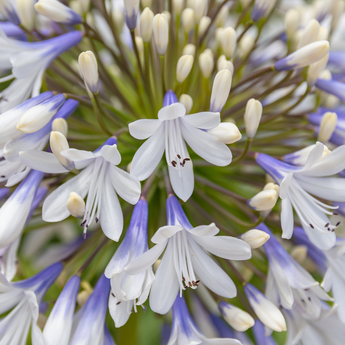 Agapanthes - Agapanthe à grandes fleurs Queen Mum - Agapanthus Queen Mum