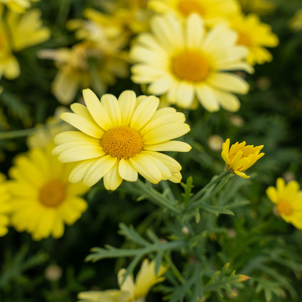 Argyranthemum Grandaisy ® Gold - Argyranthemum Grandaisy ® Gold - Bakker