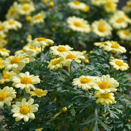 Argyranthemum Grandaisy ® Gold - Bakker