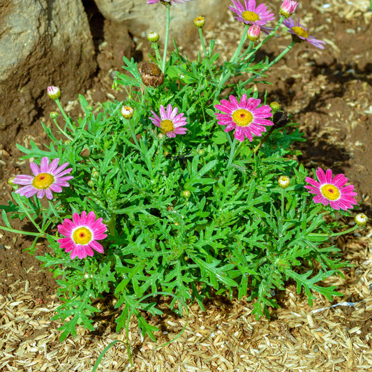 Argyranthemum Grandaisy ® Pink Tourmaline - Bakker
