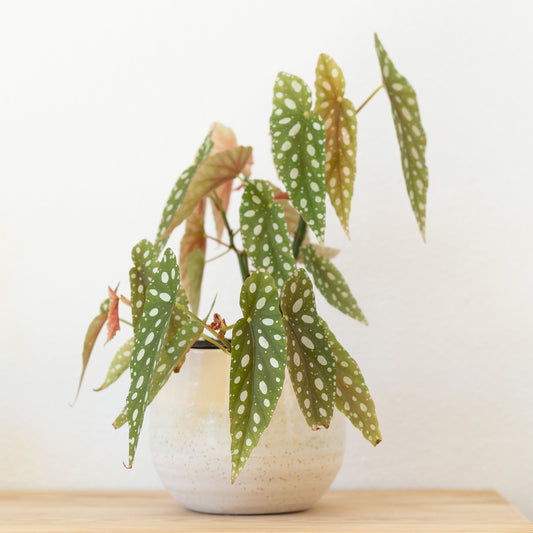 Bégonia maculata - Bakker