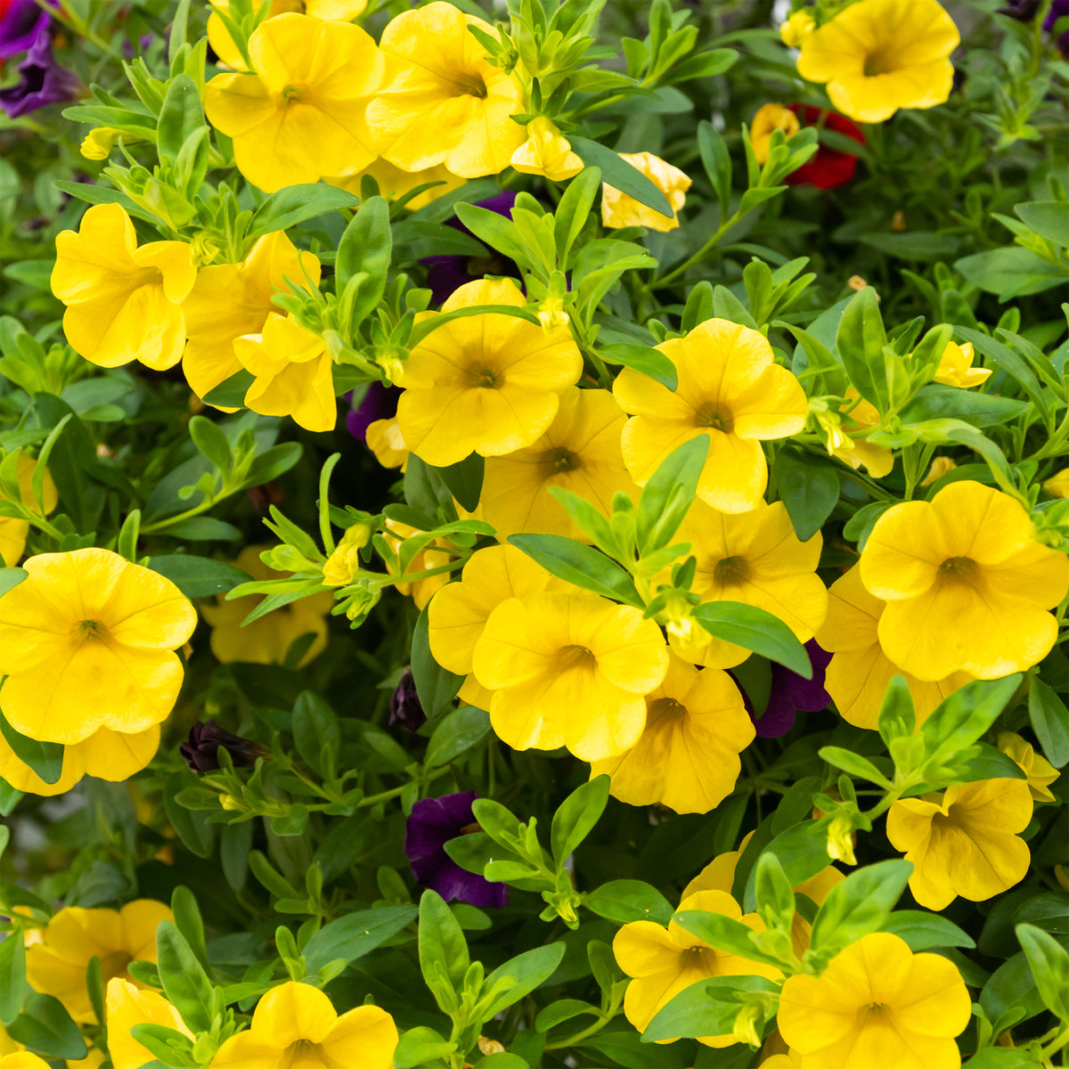 Mini-pétunia jaunes - Calibrachoa hybride yellow - Bakker