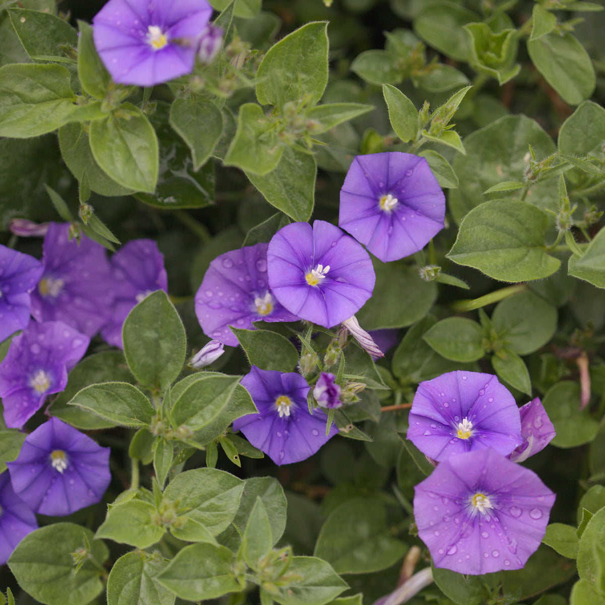 Liseron de Mauritanie New Blue® - Convolvulus manati Deep Blue - Bakker