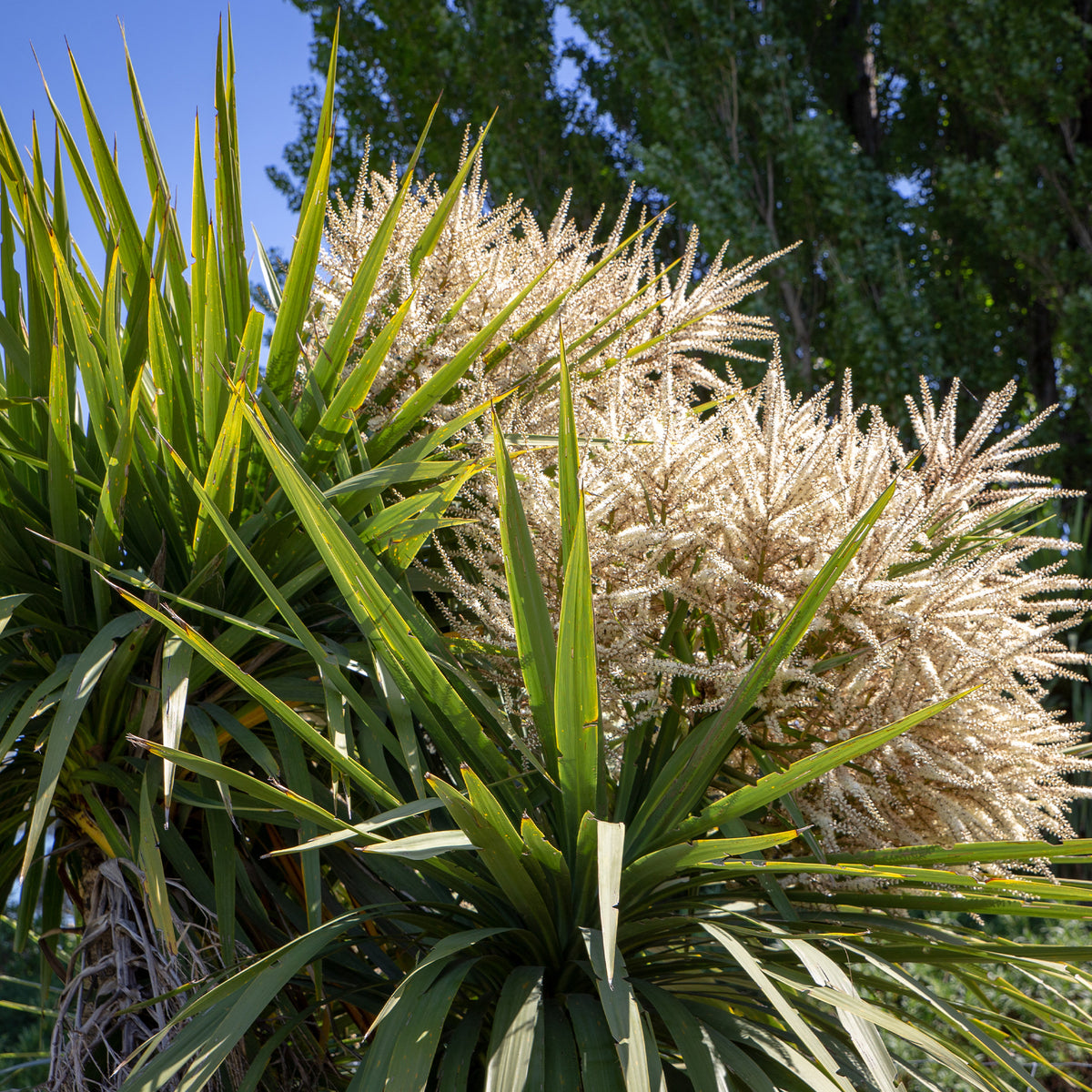 Cordyline australis - Cordyline australe - Cordyline