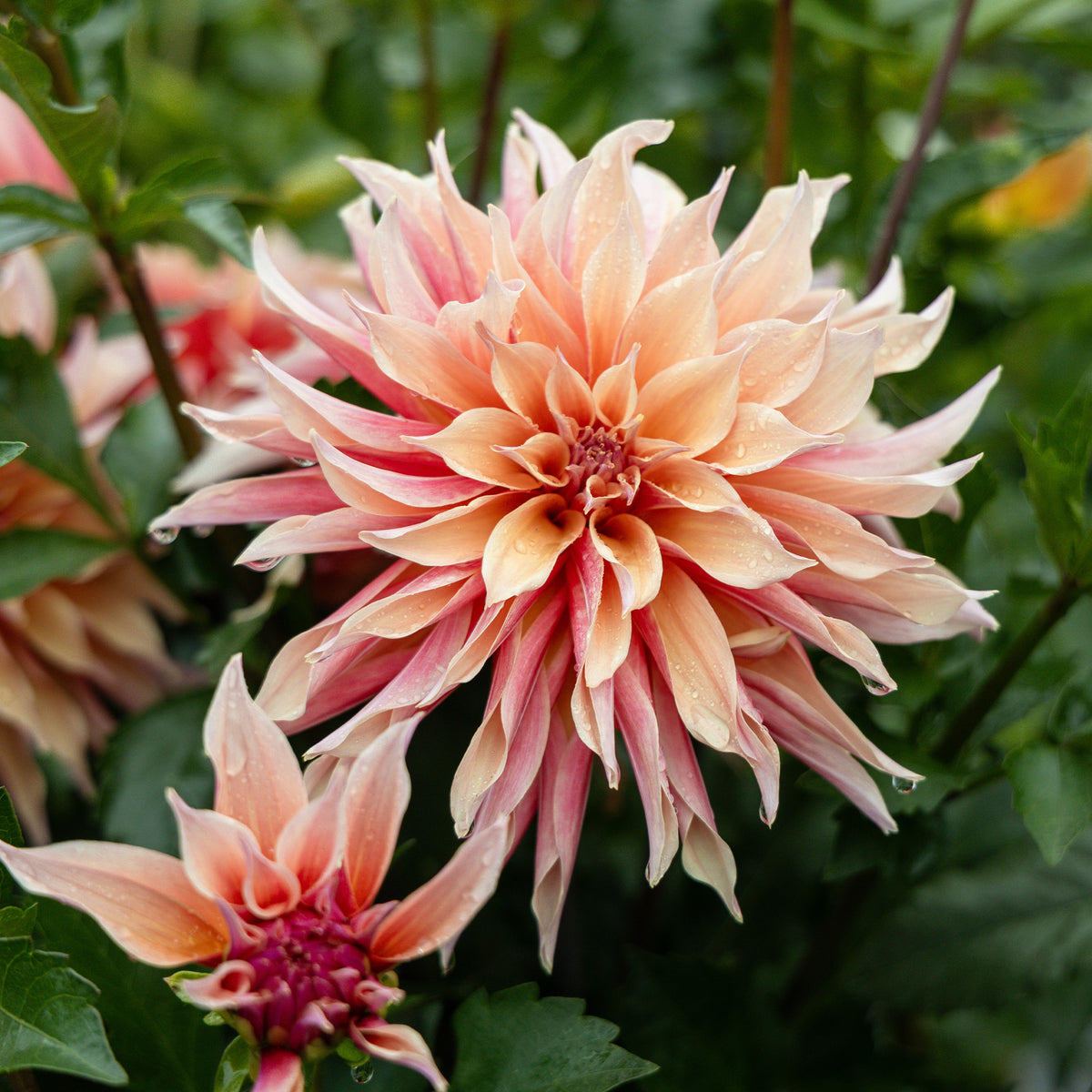 Dahlia décoratifs Labyrinth - Dahlia Labyrinth - Bakker