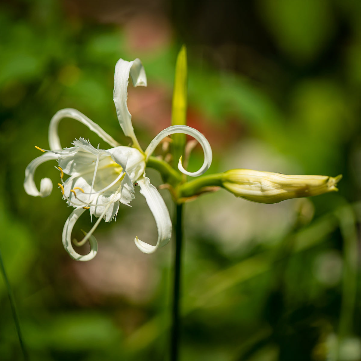 3 Ismènes blanches - Lis araignée - Hymenocallis longipetala - Bakker