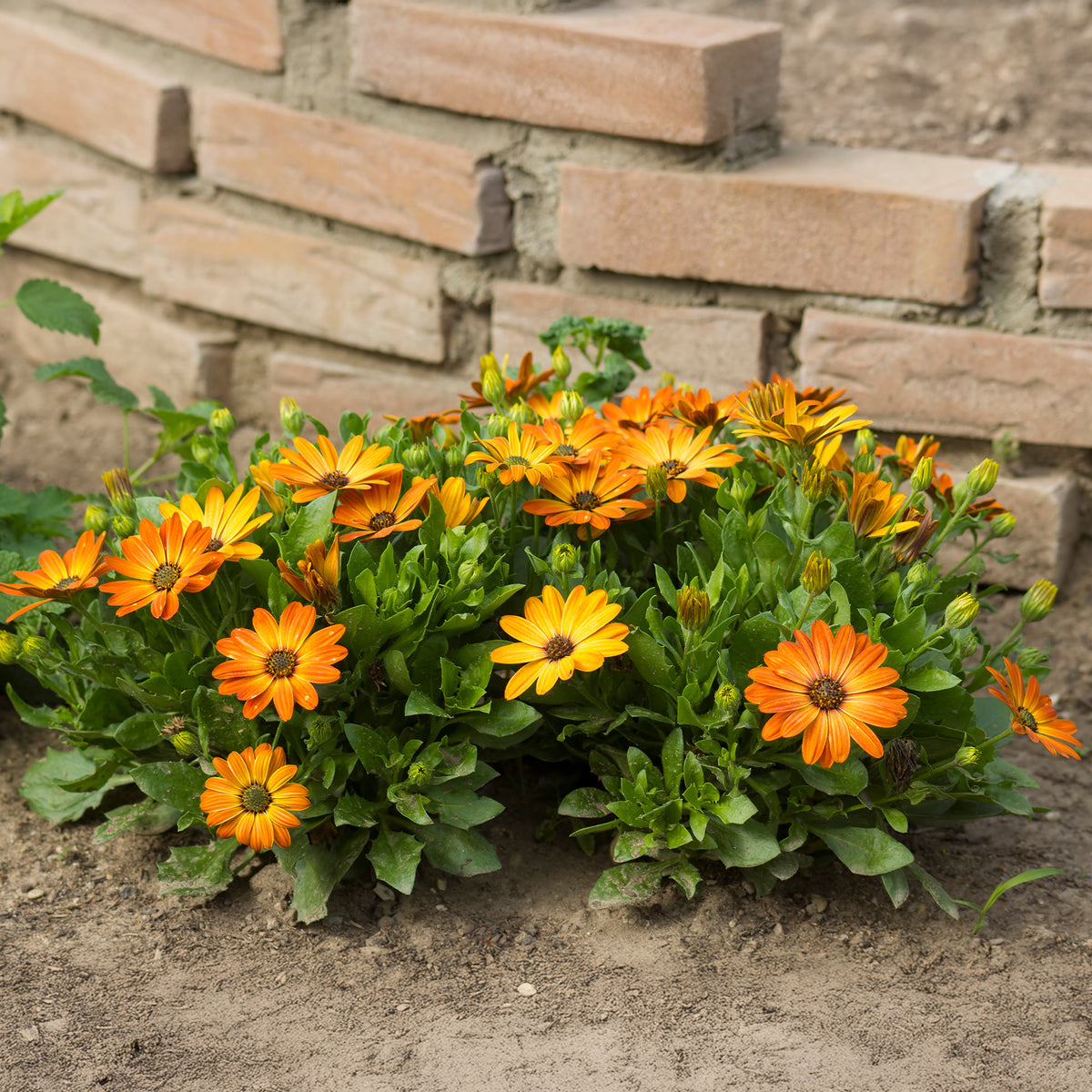 Marguerite du Cap orange - Oestospermum - Bakker