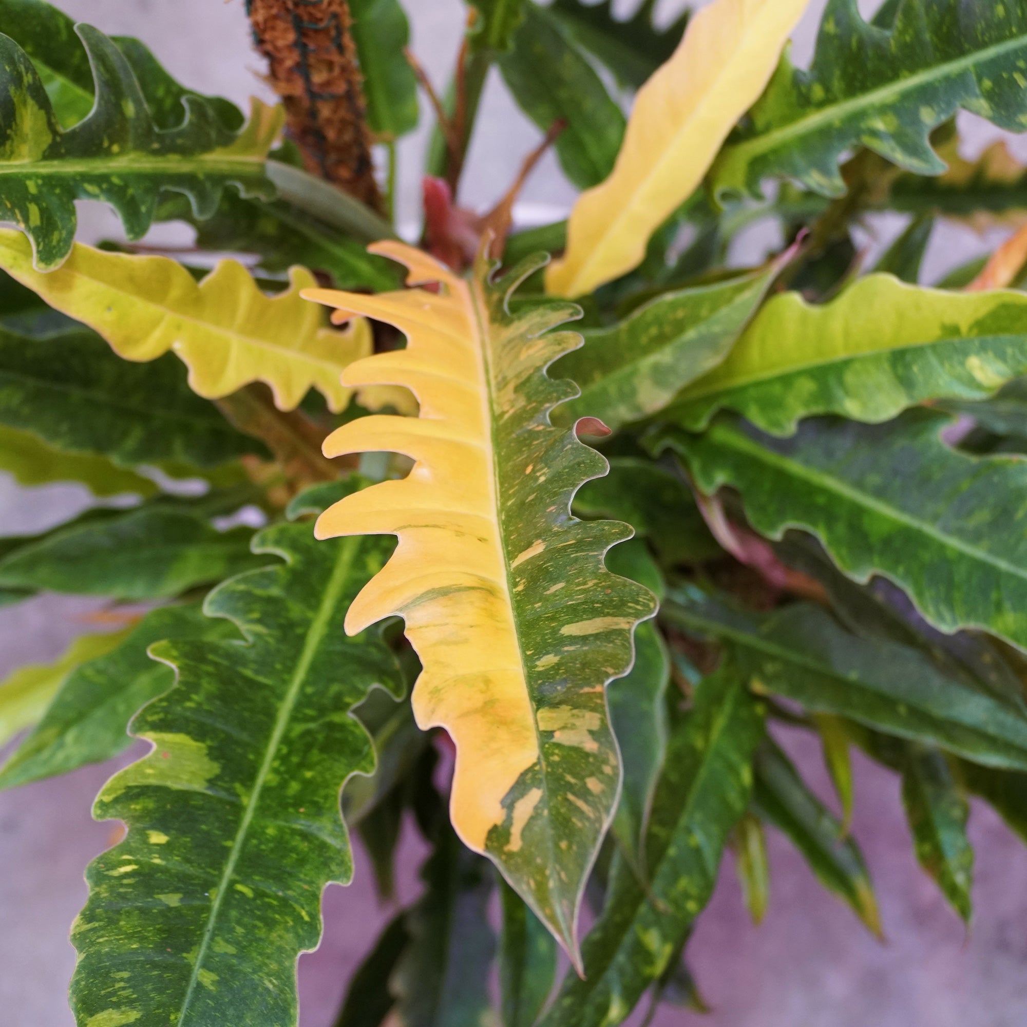 philodendron feuille jaune Philodendron Ring of Fire