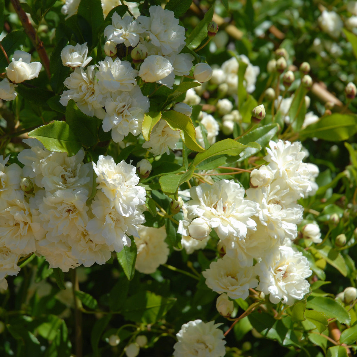 Rosa banksiae Alba Plena - Rosier grimpant de Banks Alba Plena - Rosiers grimpants