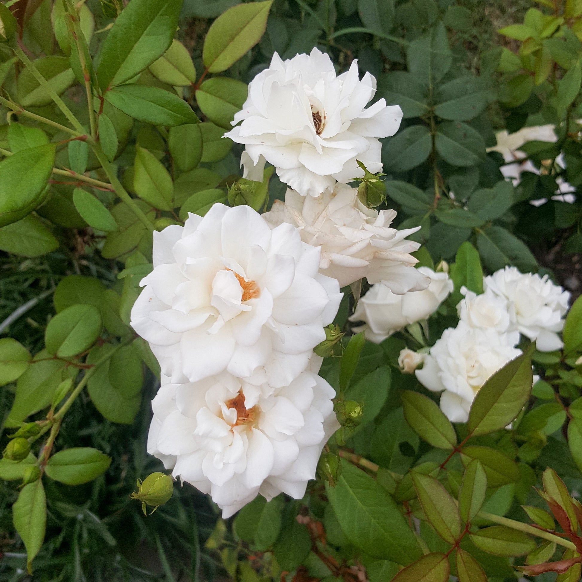 Rosier grimpant de Banks Alba Plena - Rosa banksiae Alba Plena - Bakker