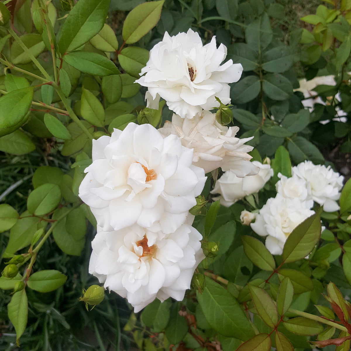 Rosier grimpant de Banks Alba Plena - Rosa banksiae Alba Plena - Bakker
