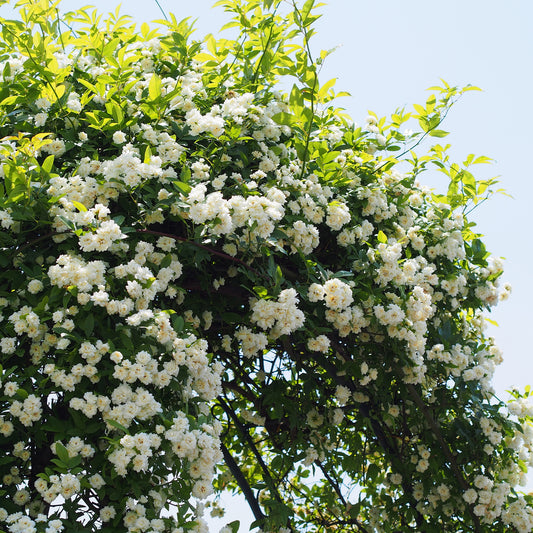 Rosier grimpant de Banks Alba Plena - Bakker