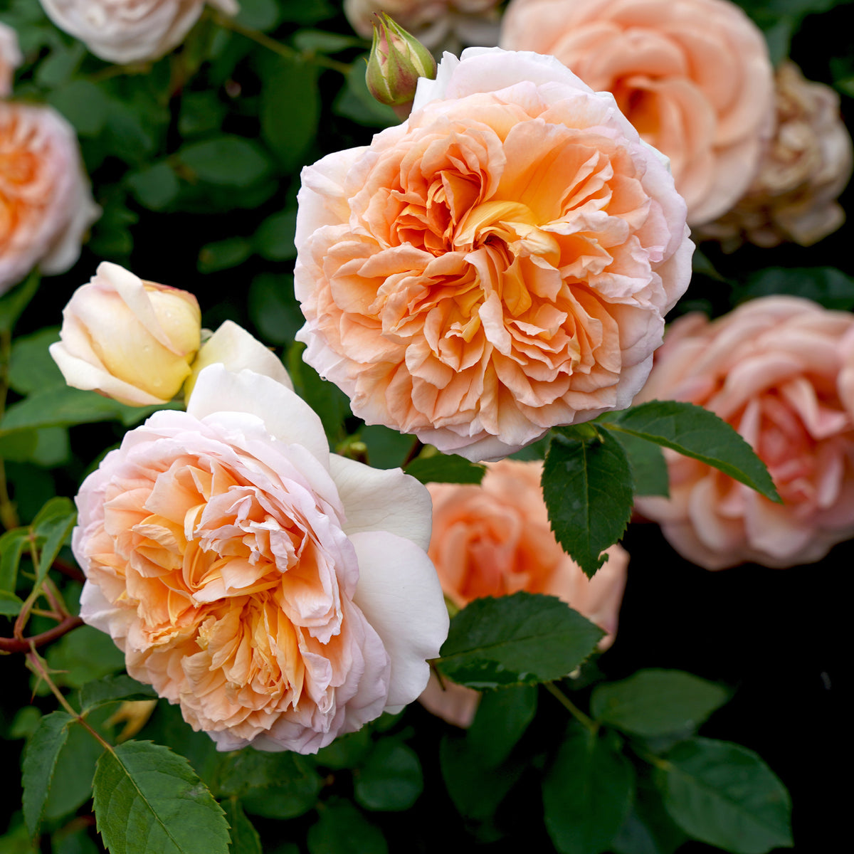 Rosa Bathsheba® Auschimbley - Rosier anglais grimpant Bathsheba® Auschimbley - Rosiers grimpants