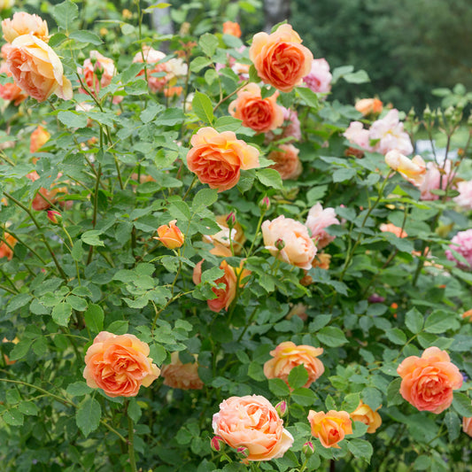 Rosier anglais Lady of Shalott - Bakker