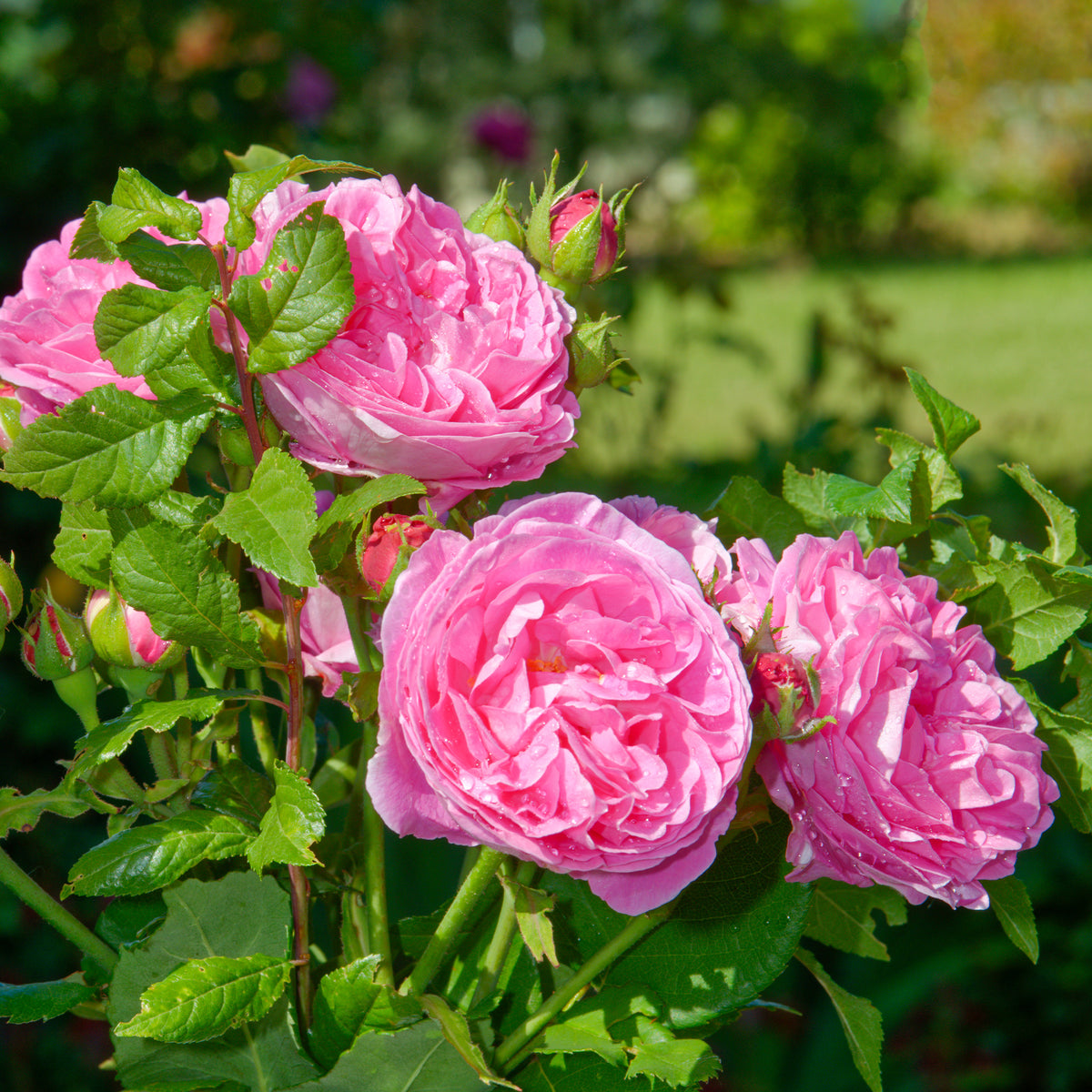 Rosier Bourbon Louise Odier - Rosa Louise Odier - Bakker