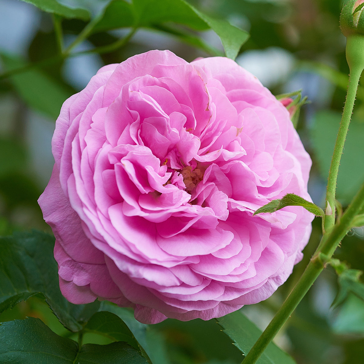 Rosier Bourbon Louise Odier - Bakker