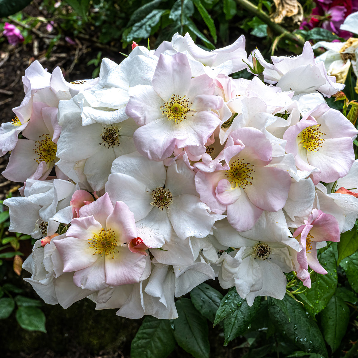 Rosa Sally Holmes - Rosier arbustif Sally Holmes - Rosiers