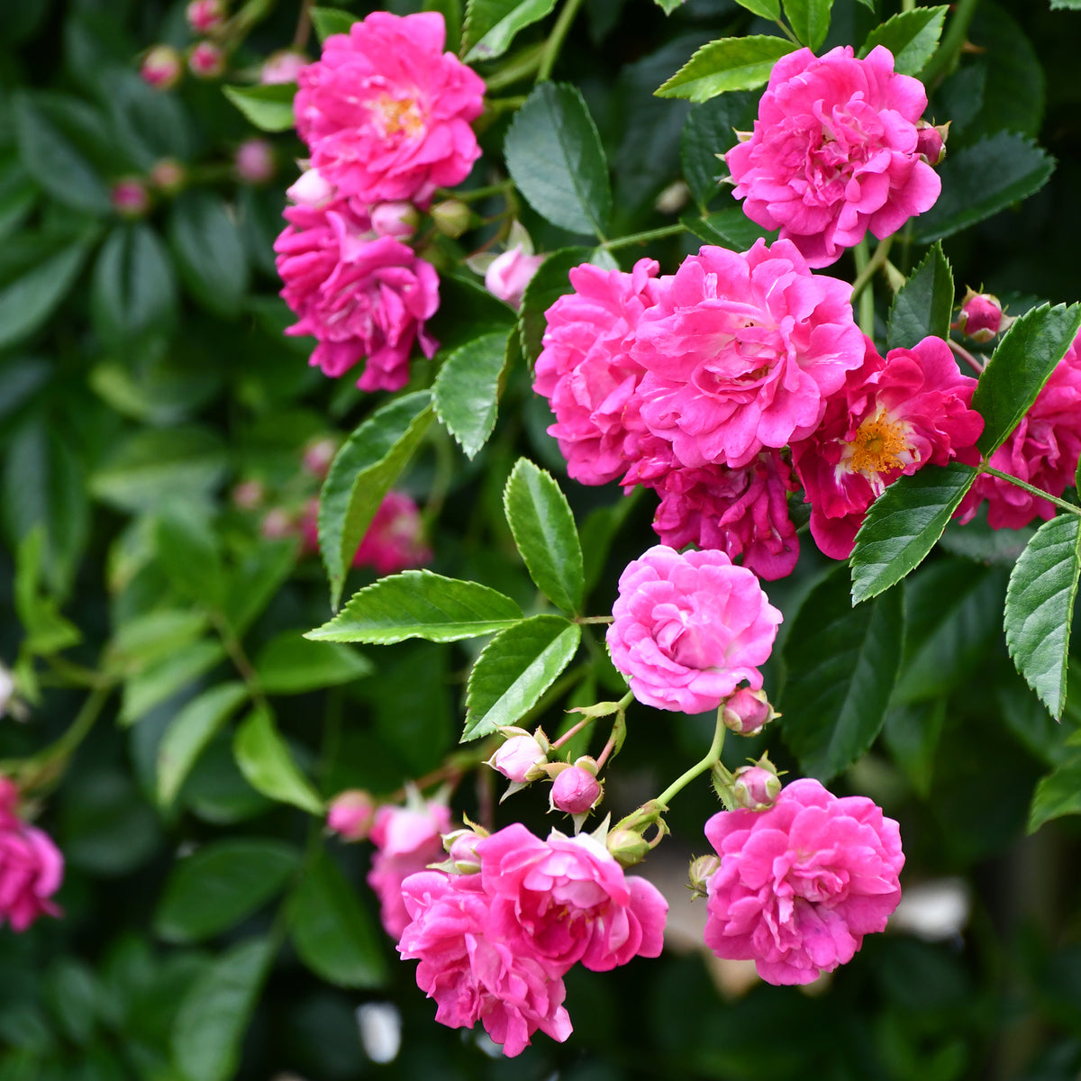 Rosier Astrid Gräfin von Hardenberg ® - Rosa astrid gräfin von hardenberg ® - Bakker