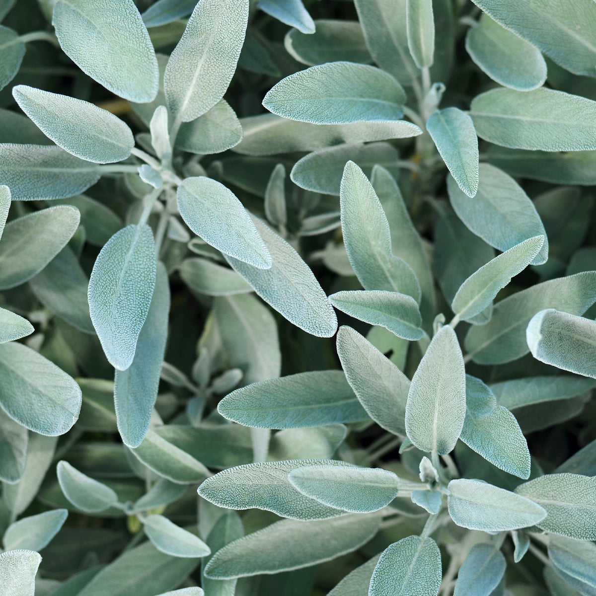 Sauge officinale - Salvia officinalis - Bakker