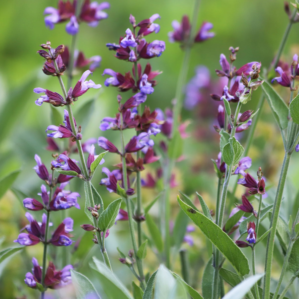 Salvia officinalis - Sauge officinale - Sauges