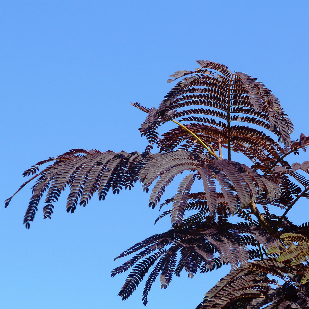 Arbre à soie Summer Chocolate® - Albizia julibrissin Summer Chocolate® - Bakker