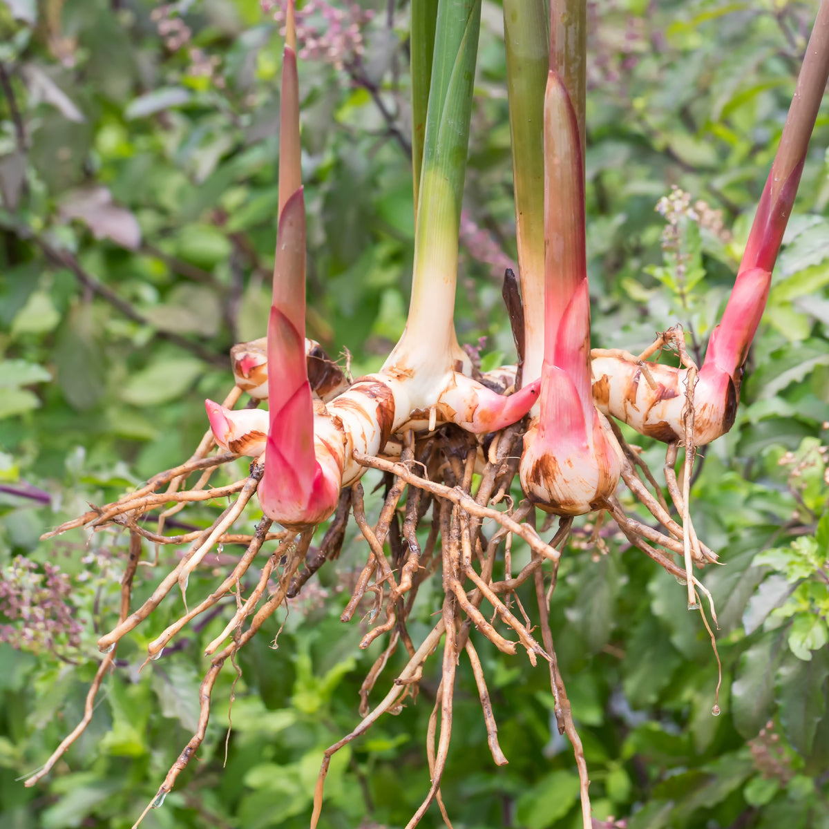 Grand galanga - Alpinia galanga - Bakker