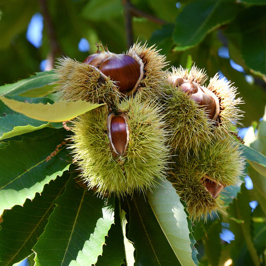 Châtaignier Bouche de Bétizac - Bakker