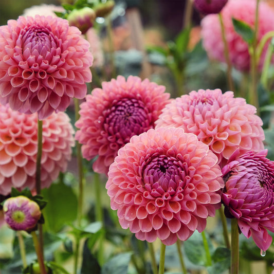 Dahlia ball Jowey Winnie - Bakker