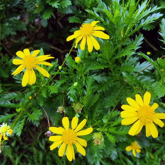 Marguerite de la savane - Euryops - Bakker