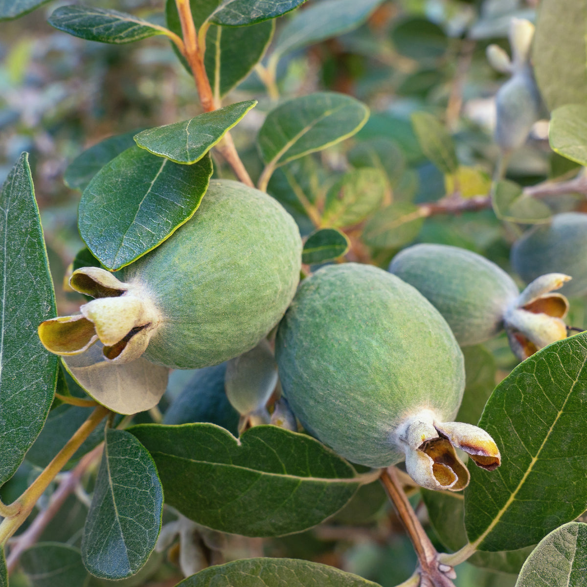 Fruitiers exotiques - Goyavier du Brésil - Feijoa - Feijoa sellowiana