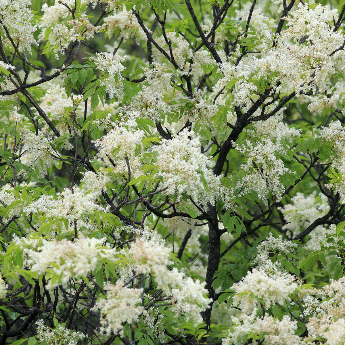 Frêne à fleurs - Fraxinus ornus - Bakker