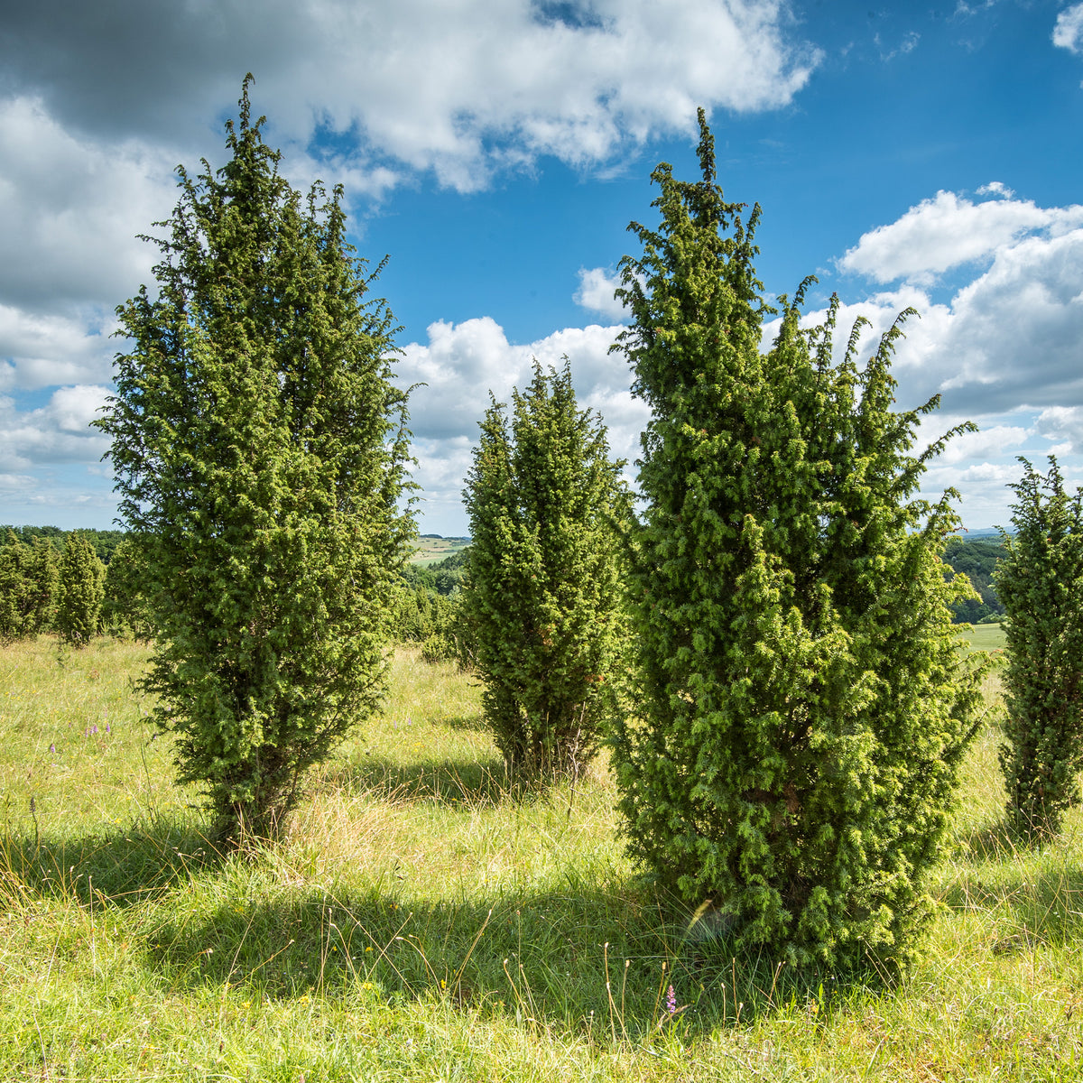 Juniperus communis - Genévrier commun - Conifères