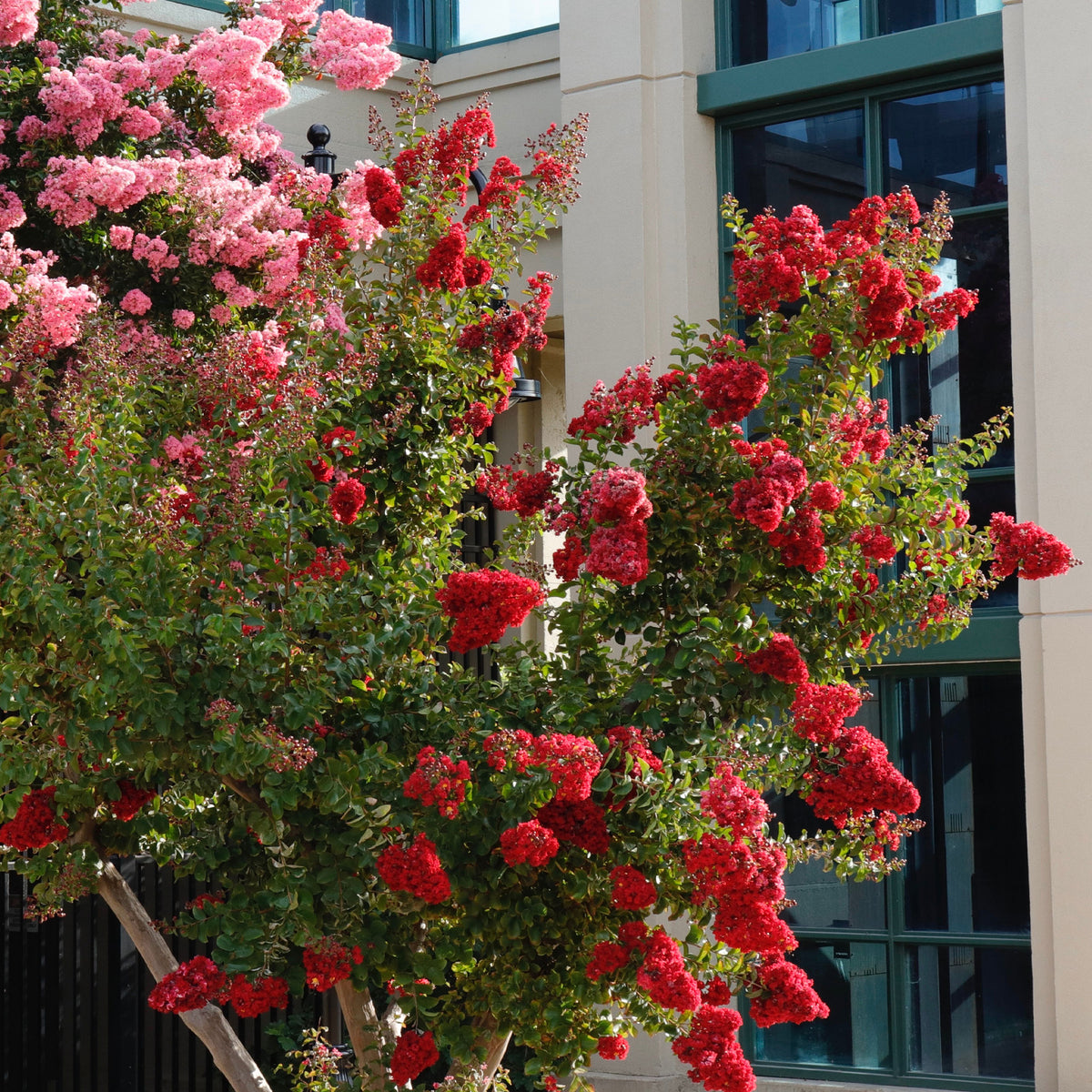 Lilas des Indes Red Rocket - Lagerstroemia indica Red Rocket - Bakker