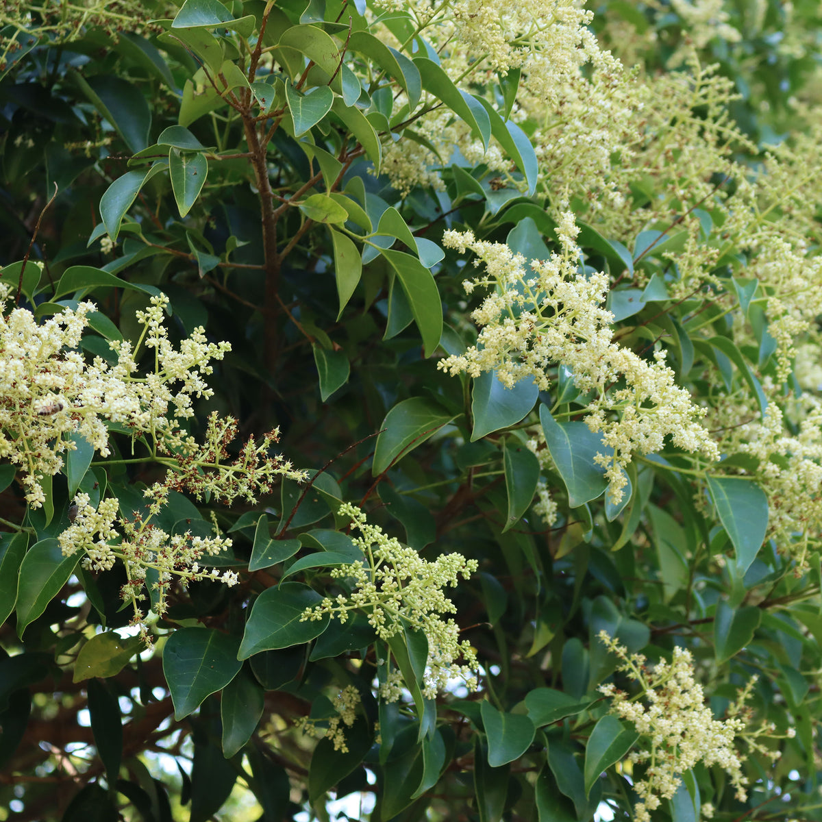 Vente Troène de Chine - Ligustrum lucidum