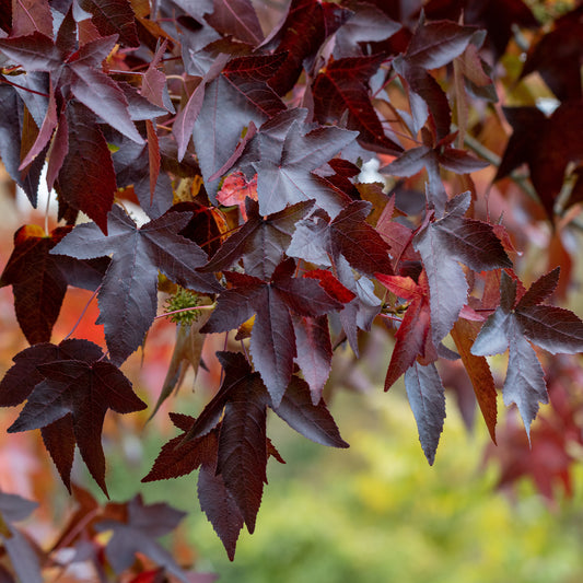 Copalme d'Amérique Worplesdon - Liquidambar - Bakker