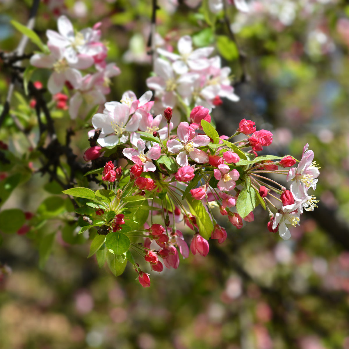 Pommier du Japon - Malus floribunda - Bakker