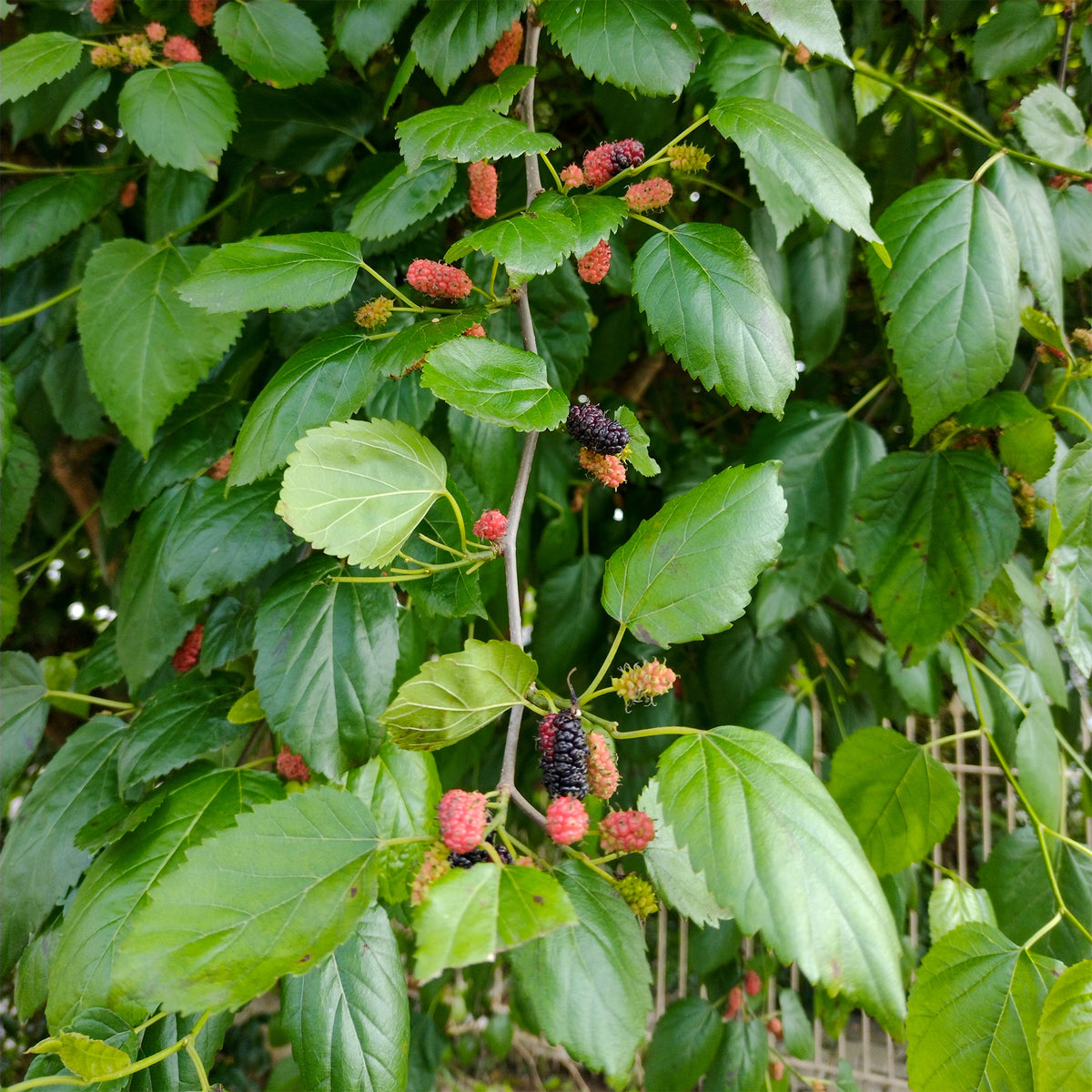 Morus nigra - Mûrier noir - Arbres