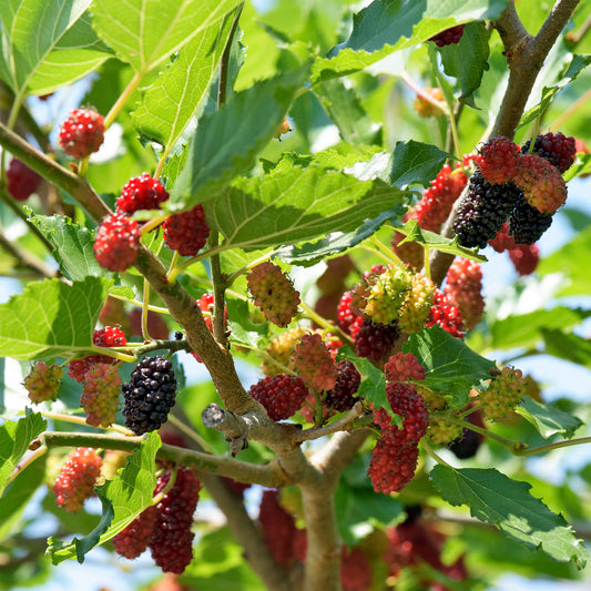 Mûrier noir - Bakker