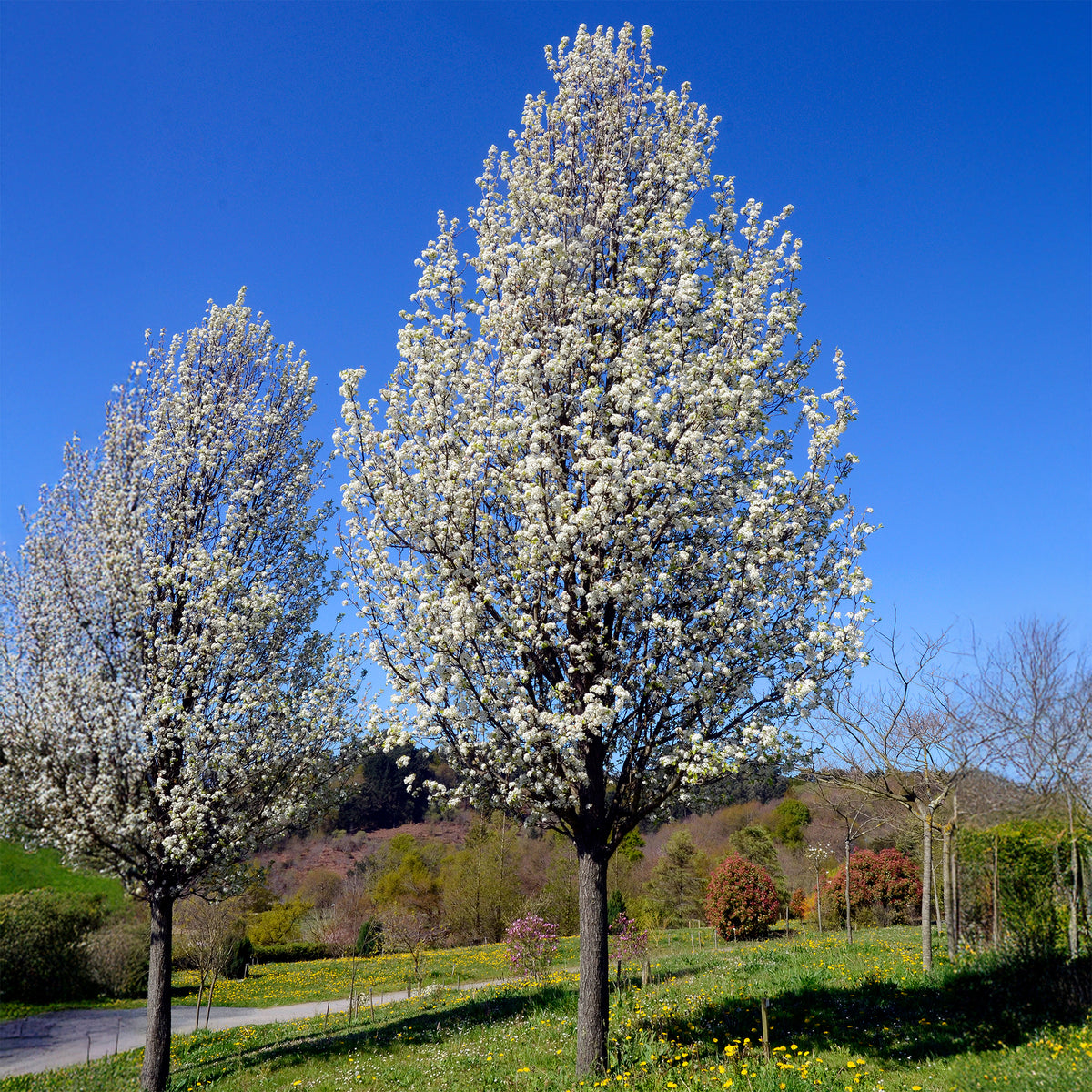 Poirier à fleurs Chanticleer - Pyrus calleryana Chanticleer - Bakker