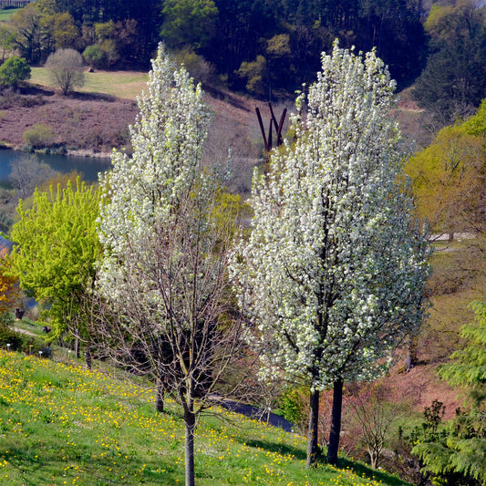 Poirier à fleurs Chanticleer/Poirier dornement - Bakker
