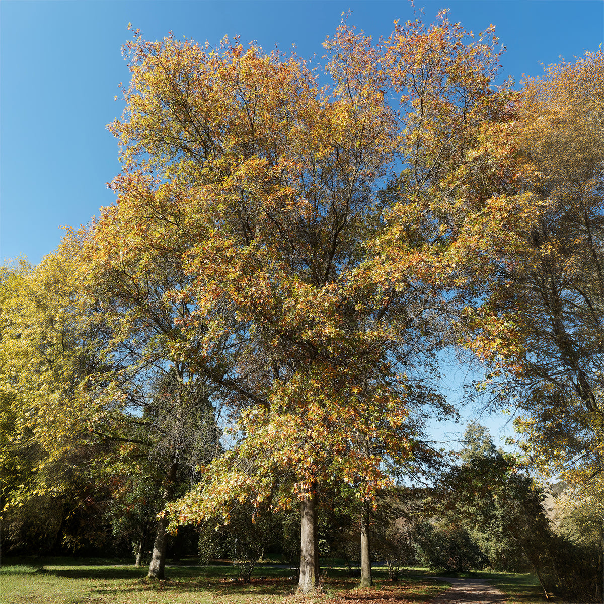 Chêne des marais - Quercus palustris - Bakker