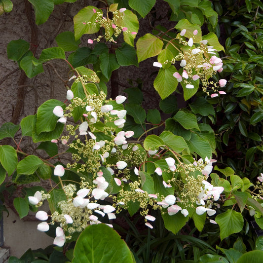 Hortensia grimpant Brookside Little Leaf - Schizophragma - Bakker