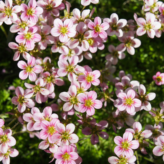 Saxifrage mousse Touran Neon Rose - Bakker